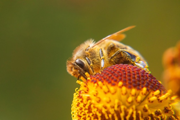 Abeille à miel recouverte de pollen jaune buvant du nectar de fleur pollinisatrice d'inspiration florale naturelle ...