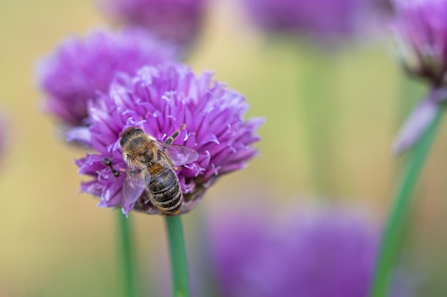 Abeille à miel recueillant le nectar de la fleur de ciboulette