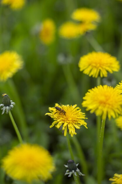 Abeille à miel recueillant le nectar de la fleur de pissenlit en été.