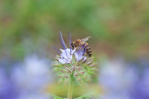 Abeille à miel recueillant le pollen d'une petite fleur