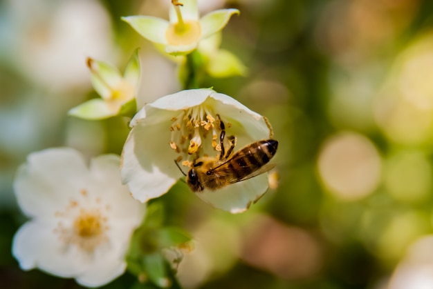 Abeille à miel