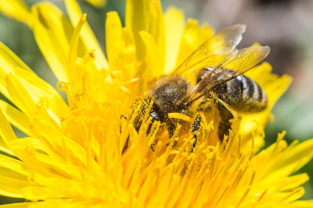 Abeille moelleuse en macro sur un pissenlit jaune Collecte de pollen Headeyes ailes et corps au point