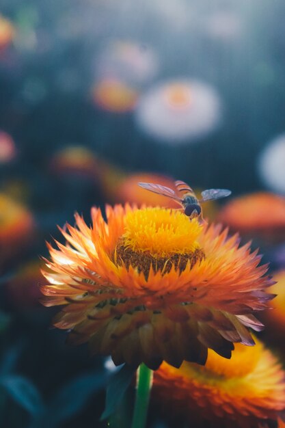 abeille nectar