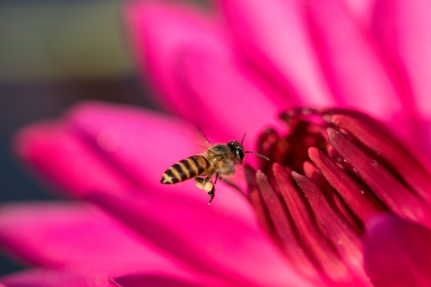 Abeille et nénuphar ou fleur de lotus