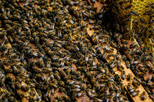Photo abeille sur nid d'abeille apiculture alimentation saine