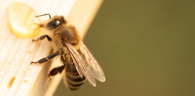 Abeille sur nid d'abeille mise au point sélective gros plan