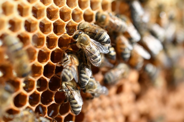 Abeille sur des nids d'abeilles avec du miel tranche le nectar dans les cellules