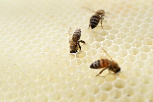 Abeille sur des nids d'abeilles avec du miel tranche le nectar dans les cellules