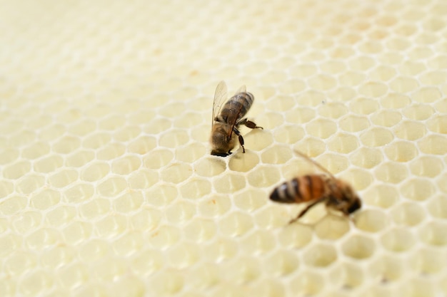 Abeille sur des nids d'abeilles avec du miel tranche le nectar dans les cellules