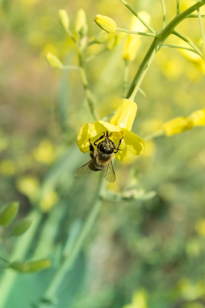 L'abeille ouvrière sur la fleur jaune