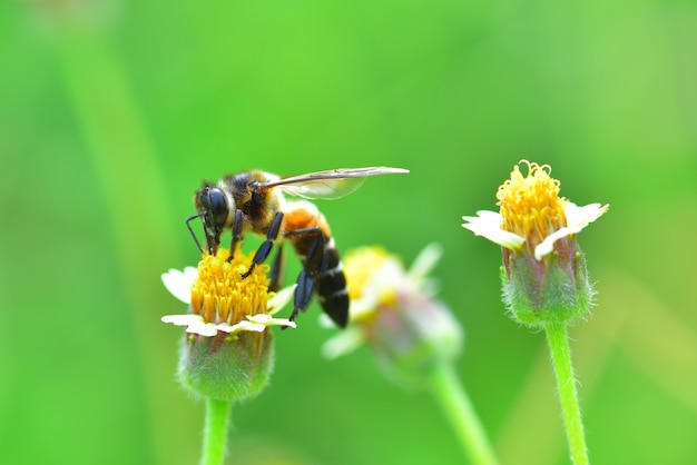 une abeille perchée sur la belle fleur