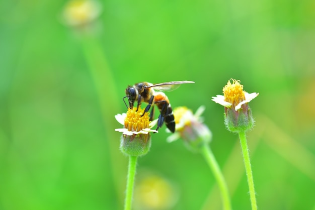 une abeille perchée sur la belle fleur