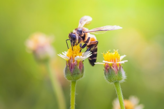 une abeille perchée sur la belle fleur