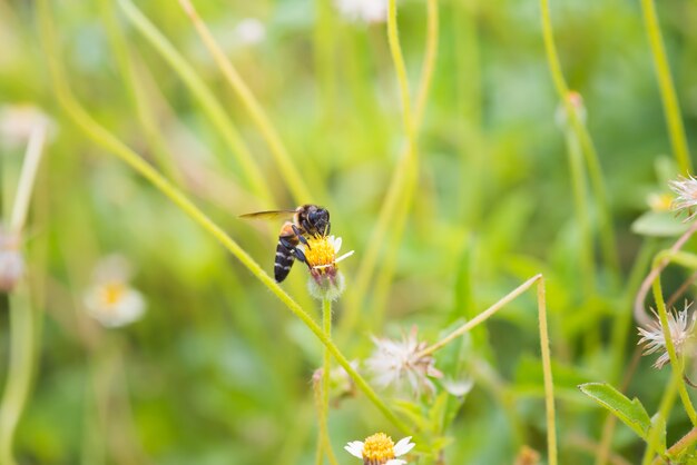 une abeille perchée sur la belle fleur