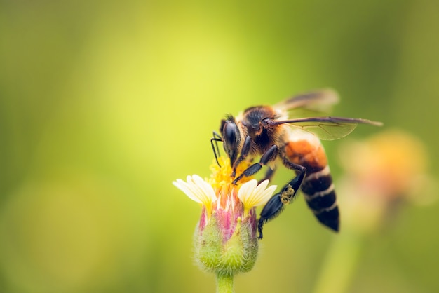 une abeille perchée sur la belle fleur