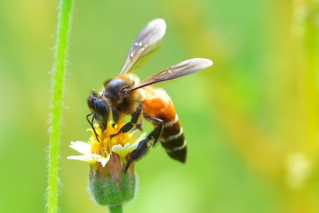 une abeille perchée sur la belle fleur