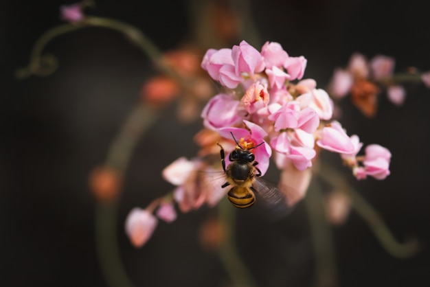 Une abeille perchée sur la belle fleur