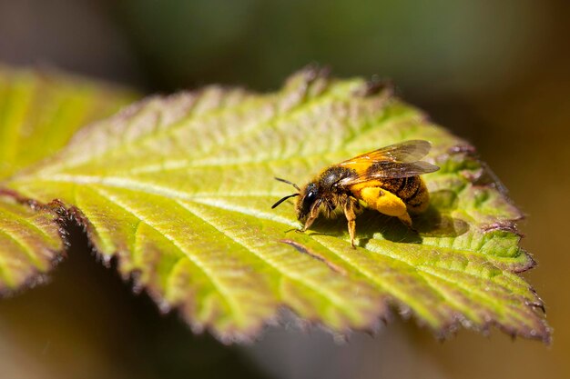 Photo abeille perchée sur la feuille d'un buisson émaillé de pollen photo de nature macro horizontale d'animaux pollinisateurs copier l'espace