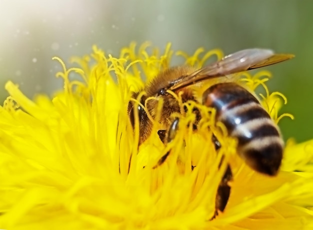 Une abeille sur un pissenlit jaune sur fond vert en macro