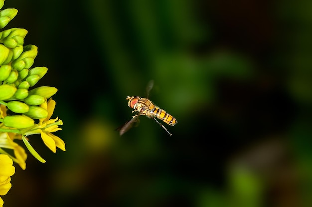 L'abeille plane sur des fleurs de moutarde