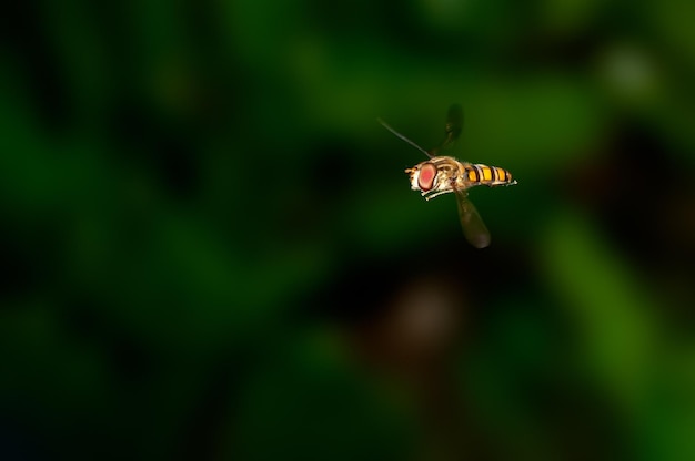 L'abeille plane en vert