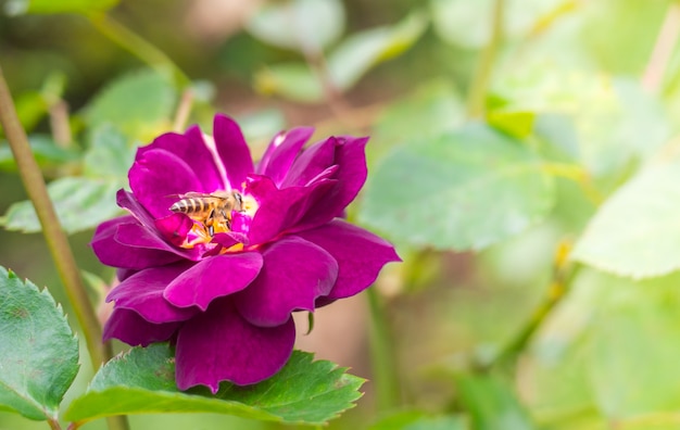 Abeille sur pollen en fleurs violettes le matin