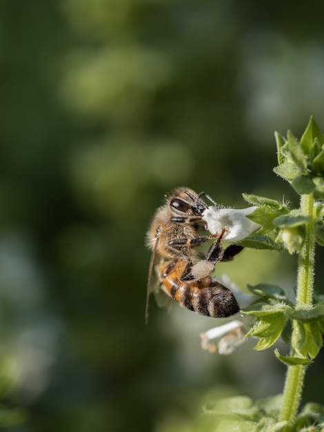 Une abeille pollinisant une fleur de basilic. Photo verticale, espace de copie.