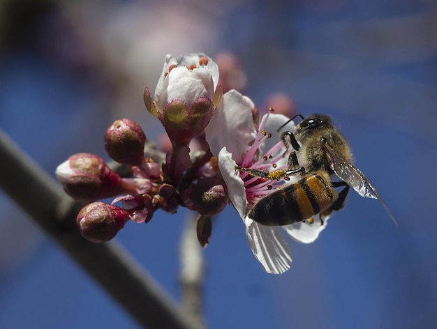 abeille pollinisant une fleur de cerisier
