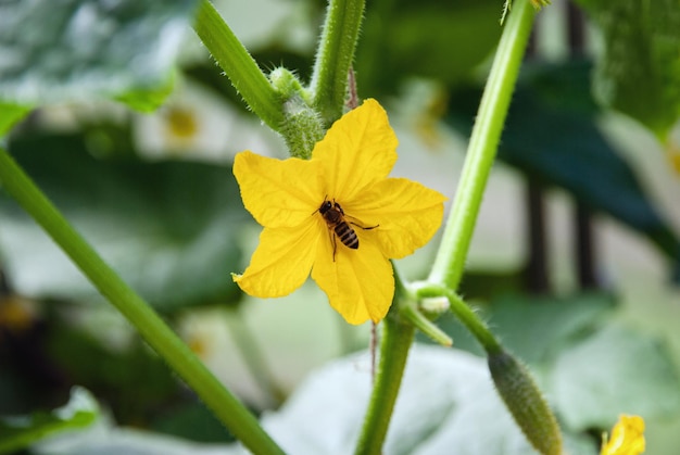 Abeille pollinisant une fleur de concombre en serre