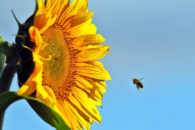 L'abeille pollinisant la fleur d'un gros plan de tournesol. botanique et végétation