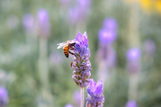 Abeille Pollinisant Des Fleurs De Lavande