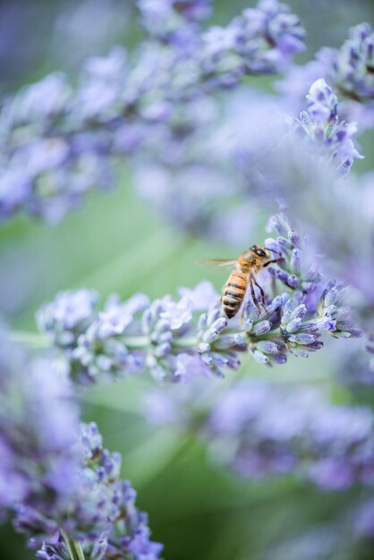 Abeille pollinisant la lavande