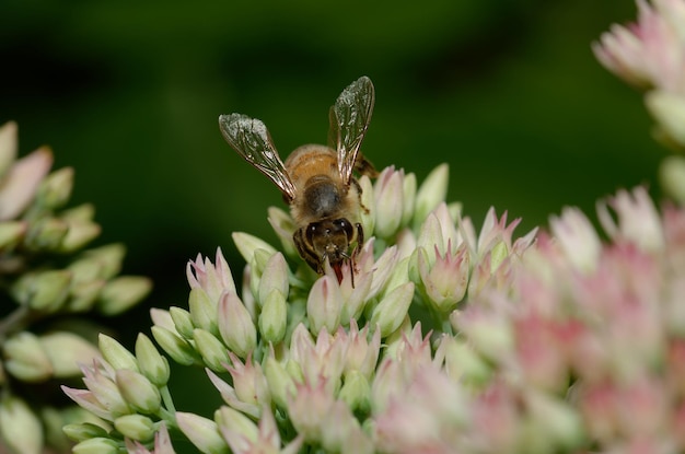 Photo abeille pollinisateur arsénie