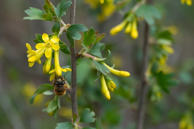 L'abeille pollinise la fleur de cassis dans le jardin