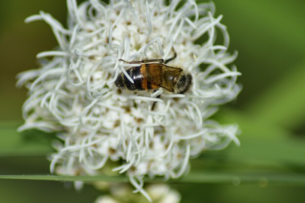 L'abeille pollinise la fleur dans le jardin d'été