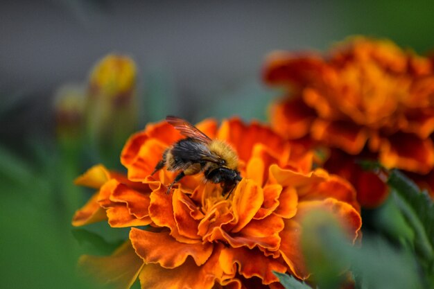 l'abeille pollinise la fleur dans le jardin