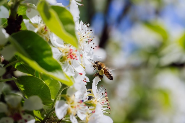 L'abeille pollinise une fleur épanouie au printemps en gros plan