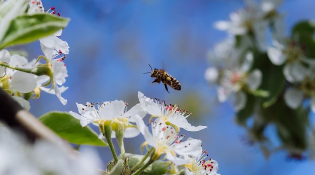 L'abeille pollinise une fleur épanouie au printemps en gros plan