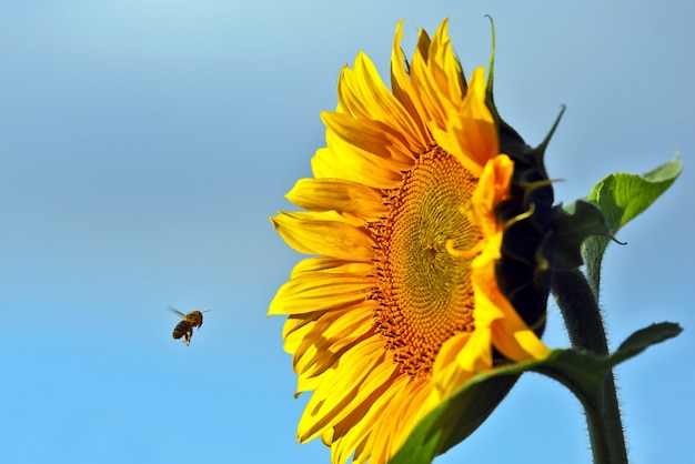 L'abeille pollinise la fleur d'un gros plan de tournesol