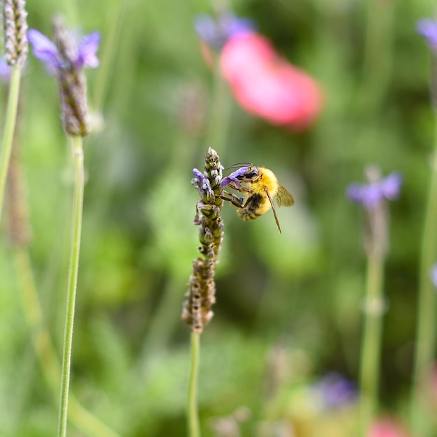 L'abeille pollinise la fleur un jour d'automne