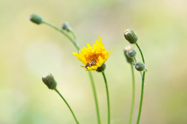 Abeille pollinise la fleur sauvage jaune