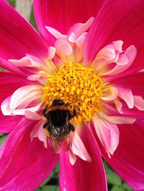 Photo une abeille pollinise une fleur.