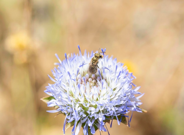 Une abeille pollinise une fleur