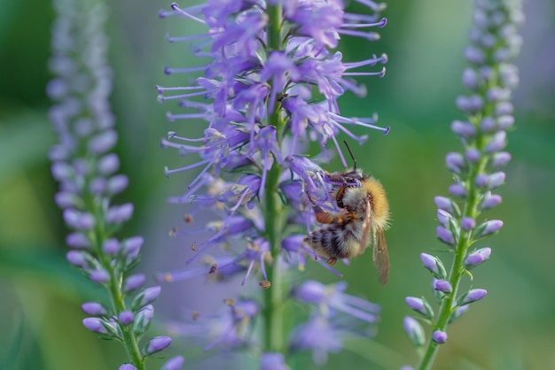 Une abeille pollinise les fleurs bleues de Veronica Insectes dans le jardin