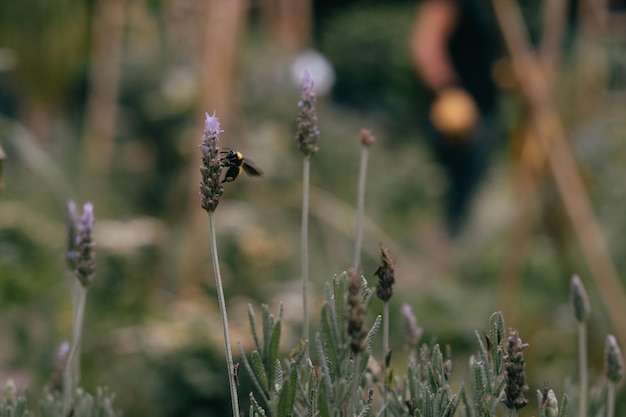 L'abeille pollinise les fleurs de lavande Décomposition des plantes avec des insectes lavande ensoleillée Fleurs de lavande dans le champ Soft focus close up macro image avec arrière-plan flou