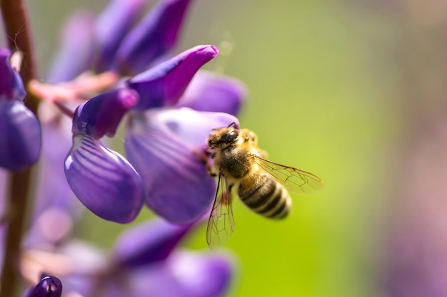 Une abeille pollinise lupin Macro abeille