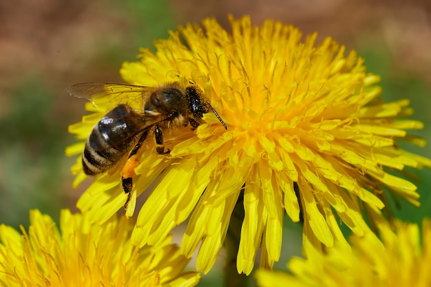 L'abeille pollinise le pissenlit dans la nature