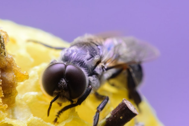 Abeille prend soin de nid d&#39;abeille