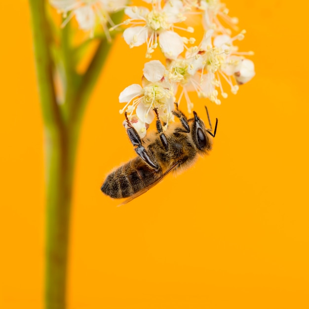 Abeille en quête de nourriture devant un mur orange