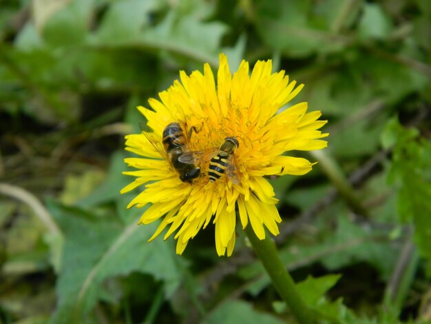 Une abeille qui collecte le pollen d'un pissenlit Photo de haute qualité